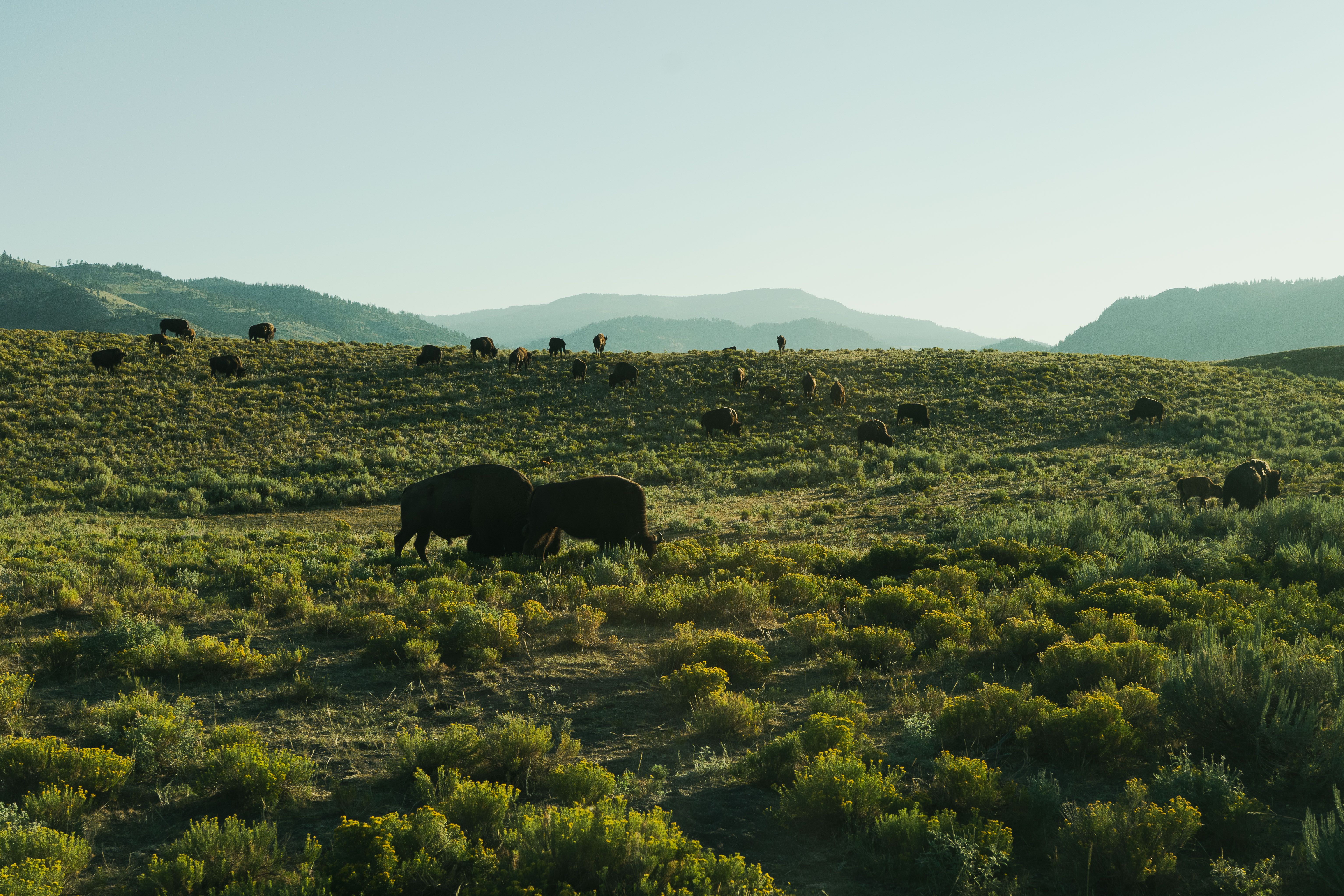 Yellowstone Lake from a distance, with a storm approaching.