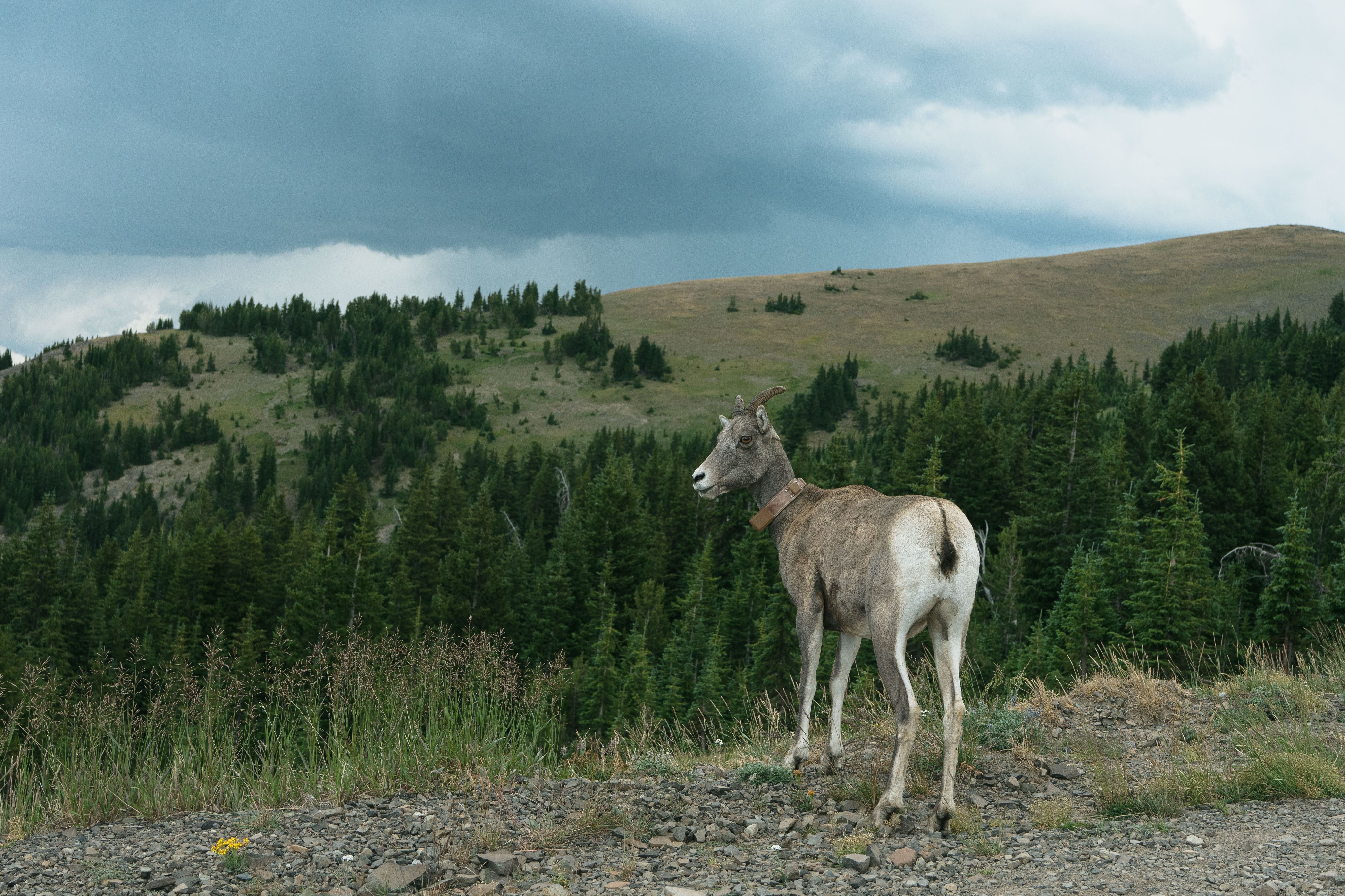 Yellowstone Lake from a distance, with a storm approaching.